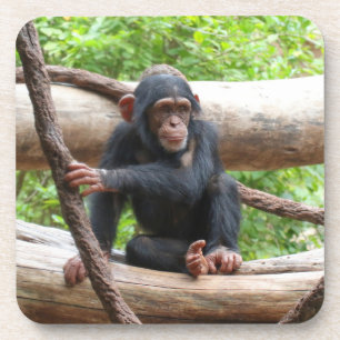 Chimpanzee 001 coaster