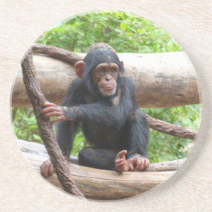 Chimpanzee 001 coaster