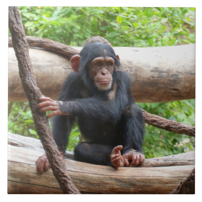 Chimpanzee 001 tile (Front)