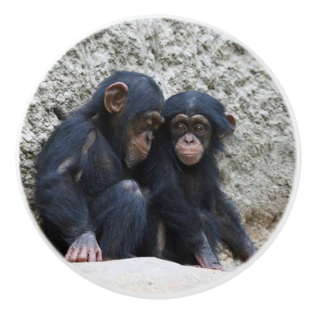 Chimpanzee 002 ceramic knob (Front)