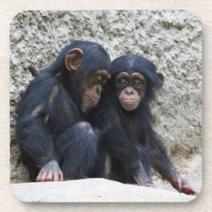 Chimpanzee 002 coaster
