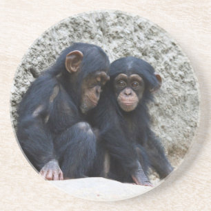 Chimpanzee 002 coaster