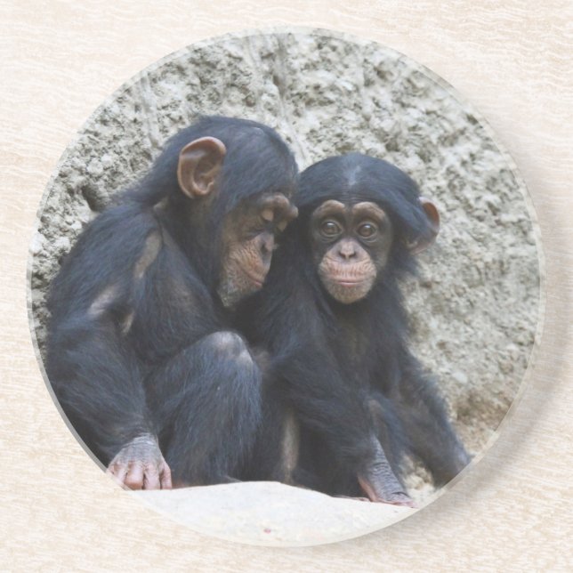 Chimpanzee 002 coaster (Front)