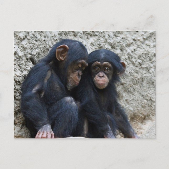Chimpanzee 002 postcard (Front)