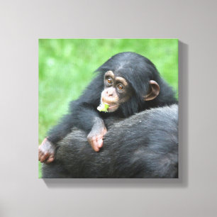 Chimpanzee 005 canvas print