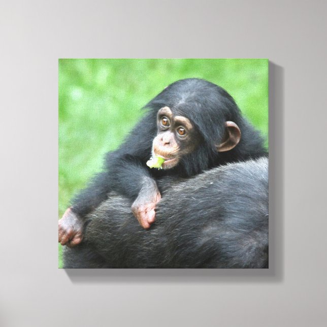 Chimpanzee 005 canvas print (Front)