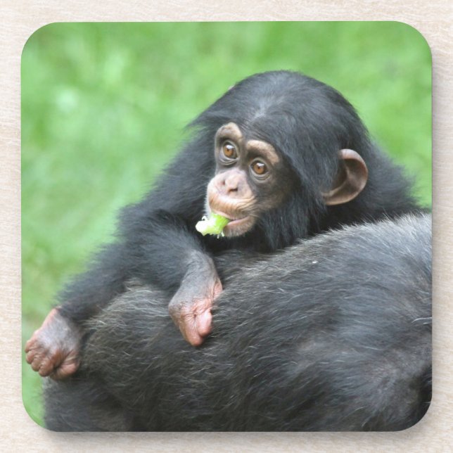 Chimpanzee 005 coaster (Front)