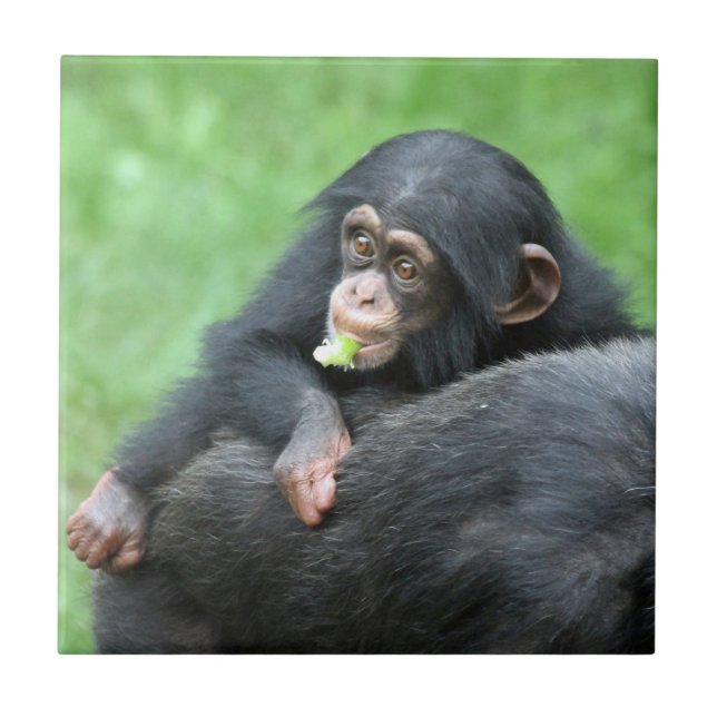 Chimpanzee 005 tile (Front)