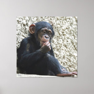 Chimpanzee 013 canvas print