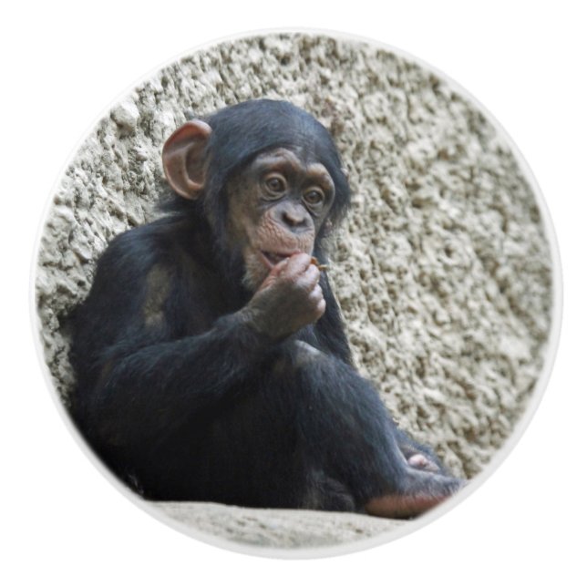 Chimpanzee 013 ceramic knob (Front)