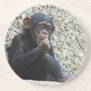 Chimpanzee 013 coaster