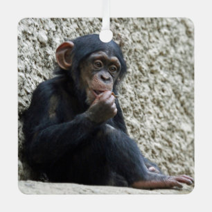 Chimpanzee 013 metal ornament