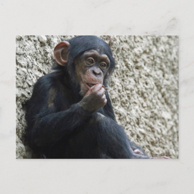 Chimpanzee 013 postcard (Front)