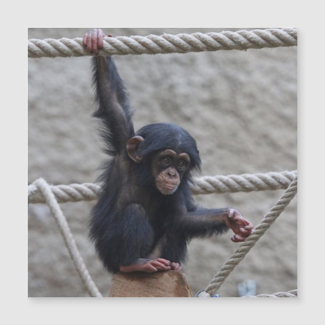 Chimpanzee 017 (Front)