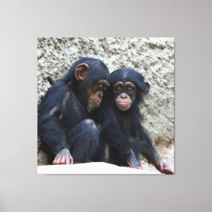 Chimpanzee 022 canvas print