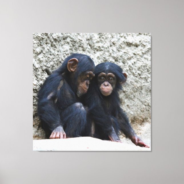 Chimpanzee 022 canvas print (Front)