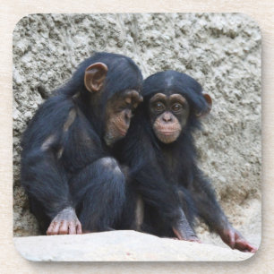 Chimpanzee 022 coaster