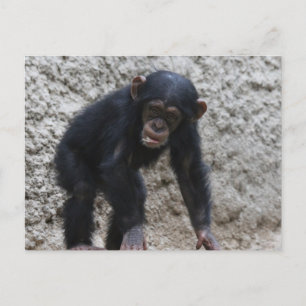 Chimpanzee 031 postcard