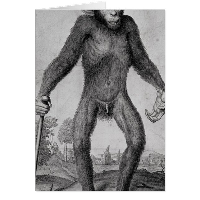 Chimpanzee, 1699 (Front)