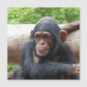 Chimpanzee_2015_0504