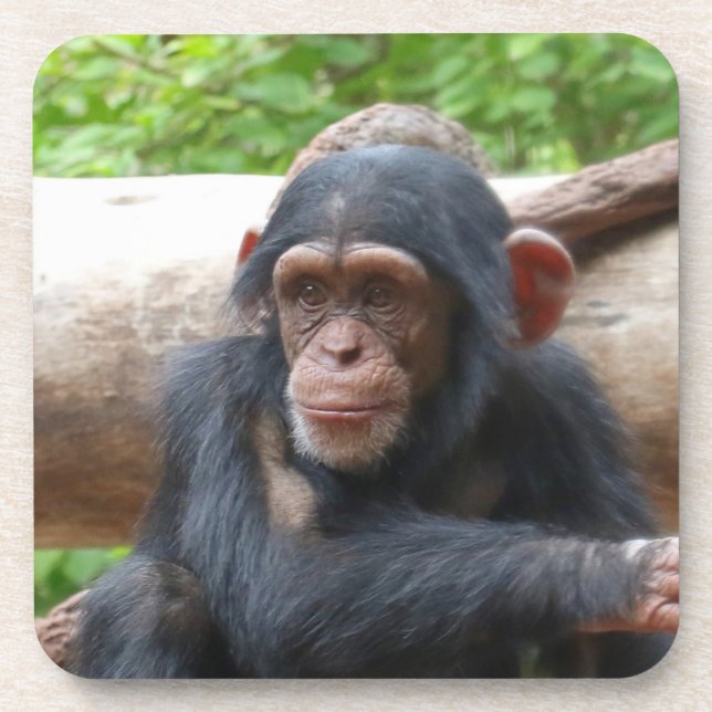 Chimpanzee_2015_0504 Coaster (Front)