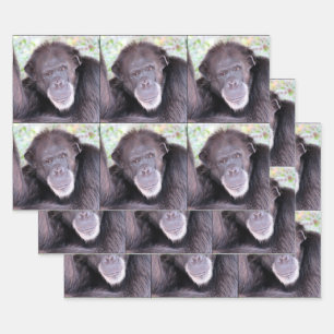 Chimpanzee All Occasion Wrapping Paper Sheet