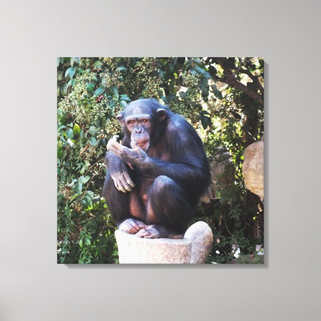 Chimpanzee animal canvas print (Front)