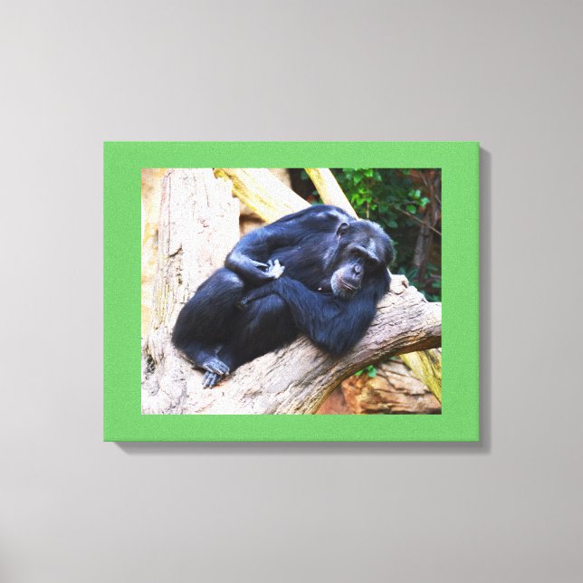 Chimpanzee at rest animal canvas print (Front)