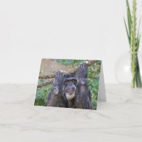 Chimpanzee Birthday Humour