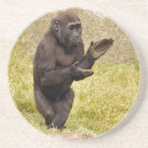 Chimpanzee Coasters