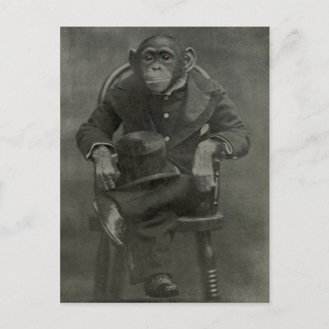 "Chimpanzee Dandy" Postcard (Front)