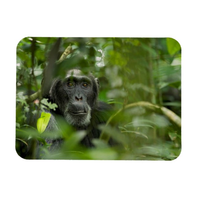 Chimpanzee Hidden Amongst Vegetation Magnet (Horizontal)