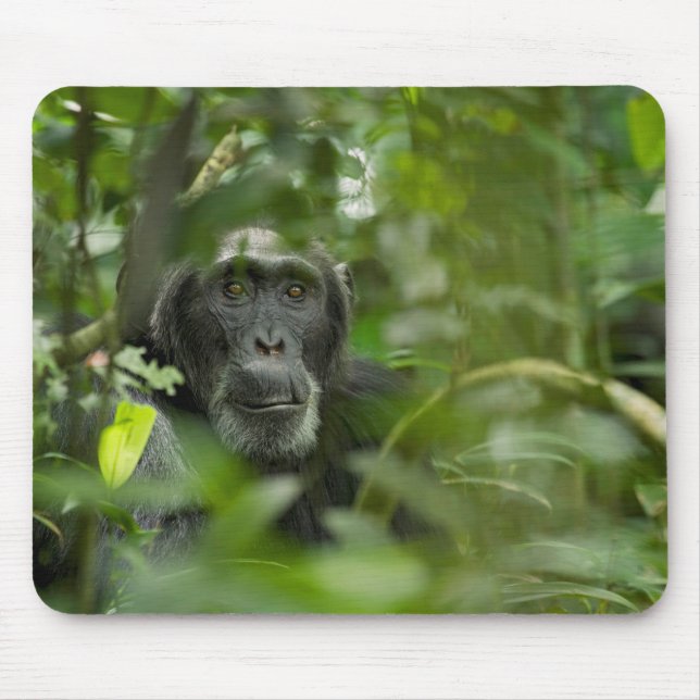 Chimpanzee Hidden Amongst Vegetation Mouse Pad (Front)