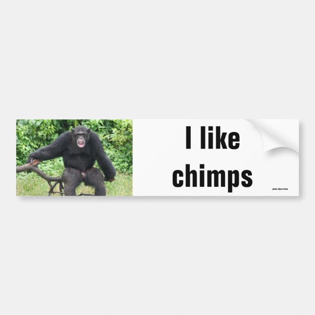 Chimpanzee in Africa Bumper Sticker (Front)