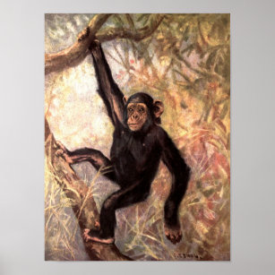 Chimpanzee Monkey by CE Swan, Vintage Wild Animals Poster