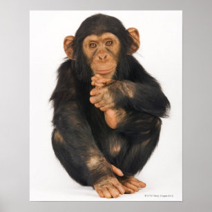 Chimpanzee (Pan troglodytes) Poster