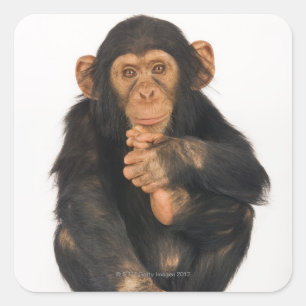 Chimpanzee (Pan troglodytes) Square Sticker