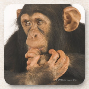 Chimpanzee (Pan troglodytes). Young playfull 2 Coaster