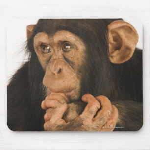 Chimpanzee (Pan troglodytes). Young playfull 2 Mouse Pad
