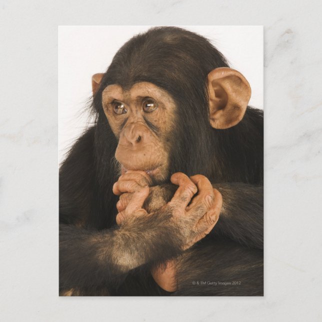 Chimpanzee (Pan troglodytes). Young playfull 2 Postcard (Front)