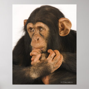 Chimpanzee (Pan troglodytes). Young playfull 2 Poster