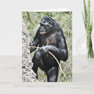 Chimpanzee Photo w Encouraging Thomas Edison Quote Card