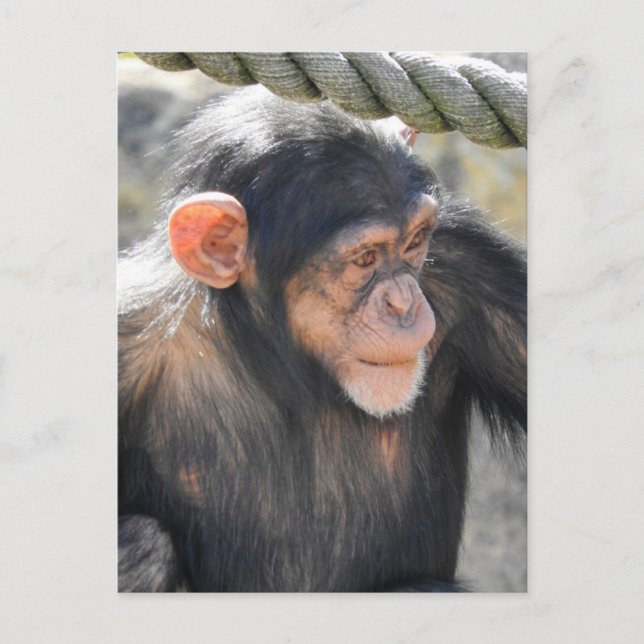 Chimpanzee Postcard (Front)