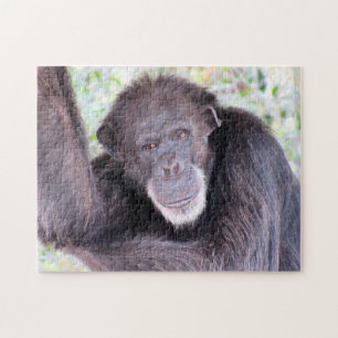 Chimpanzee Puzzle