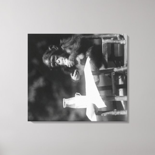 Chimpanzee Seated at Table at National Zoo Canvas Print (Front)