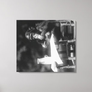 Chimpanzee Seated at Table at National Zoo Canvas Print