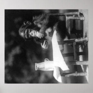 Chimpanzee Seated at Table at National Zoo Poster