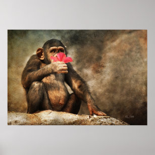 Chimpanzee Smelling Hibiscus Flower Fine Art Poster