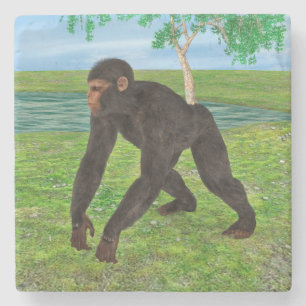 Chimpanzee Stone Coaster