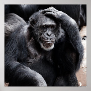 Chimpanzee thinking poster